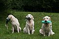 Lotta mit Luna & Amy, den beiden Goldendamen von Renner's