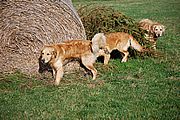 Kalle, Jonna und Luna