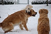 Jonna, Joy und Luna