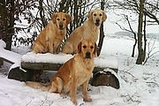 Luna, Jonna und Lotta