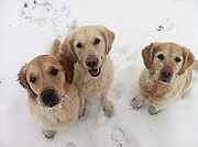 Jonna, Lotta und Luna