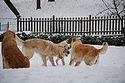 Luna, Joy und Lotta