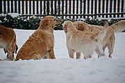 Luna, Joy und Lotta