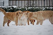 Luna, Lotta, Jonna und Joy