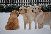 Luna, Lotta und Joy