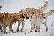 Luna, Joy und Lotta