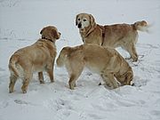 Emmi, Frida und "Freund" Shadow