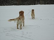 Shadow und Frida