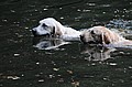 Lotta und Luna