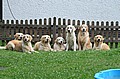 Floyd, Luna, Barcley, Tessa, Lotta, Anton und Fenja