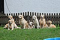 Floyd, Luna, Barcley, Tessa, Lotta, Anton und Fenja