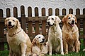 Barcley, Tessa, Lotta und Anton