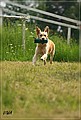 Amy